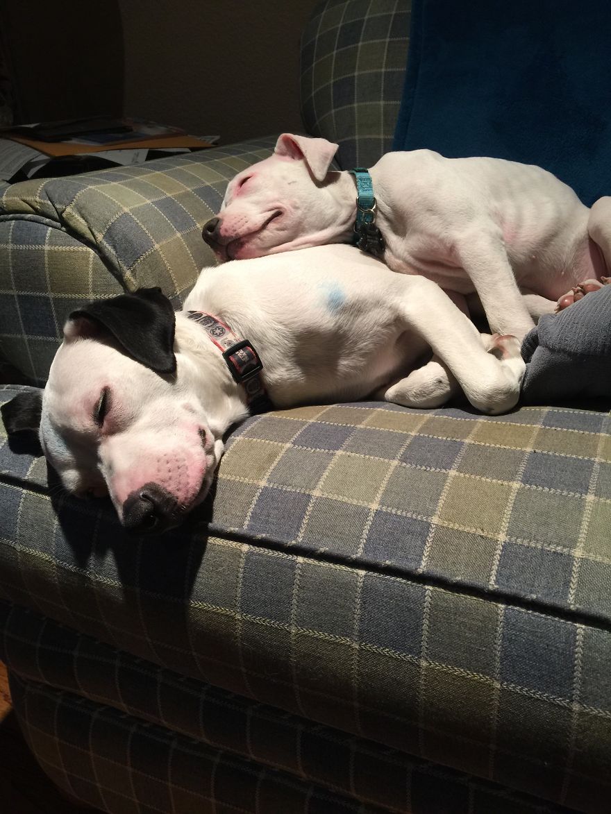 Making A Pillow Out Of A Brother