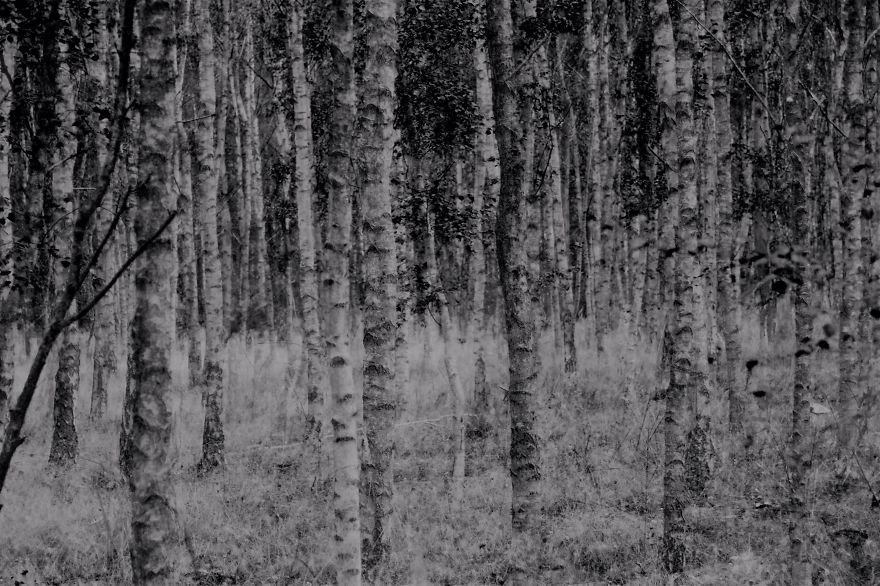 Birch Trees, Germany