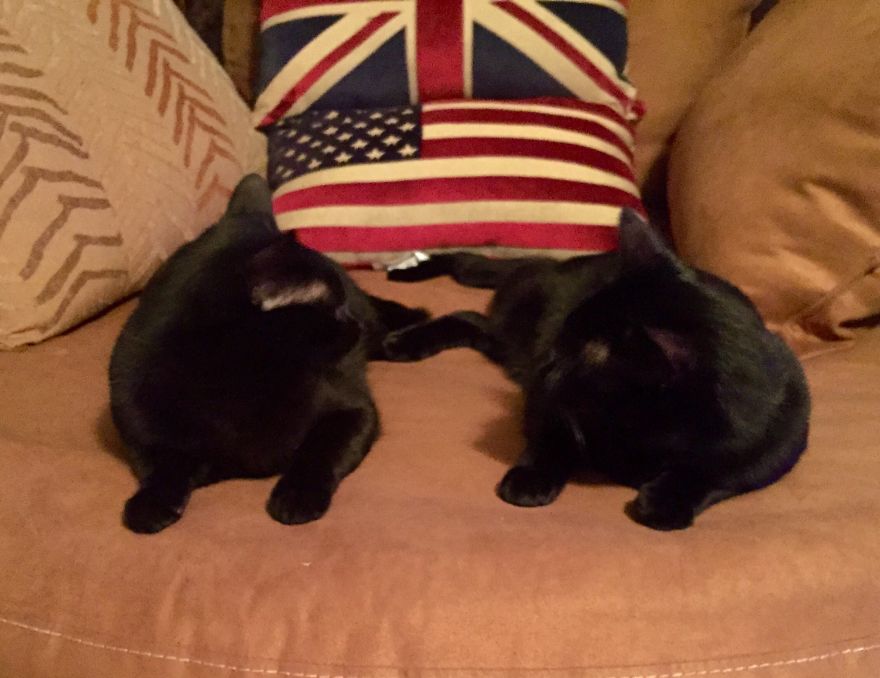 Kitty Conspiracy Meeting