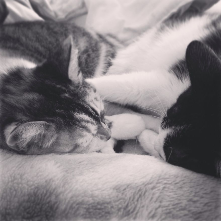 Kitty Cuddles