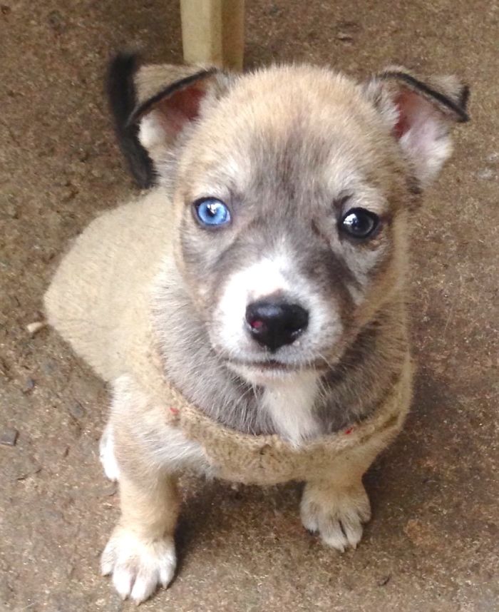 Pitbull Husky Baby