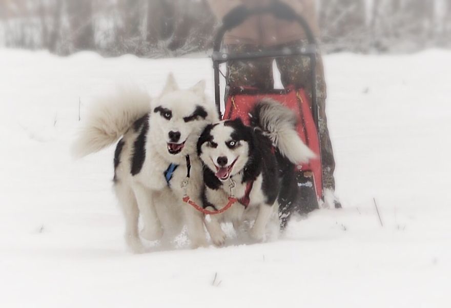 Yakutian Laika Couple.
