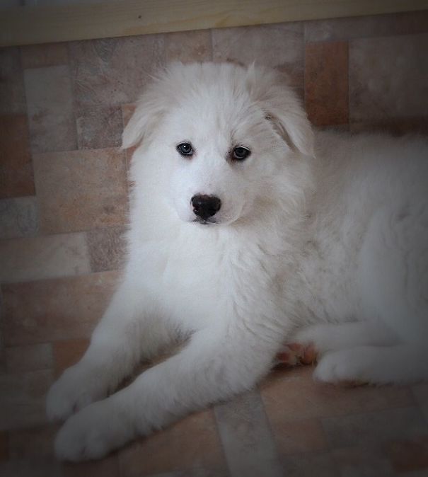 Yakutian Laika Puppy