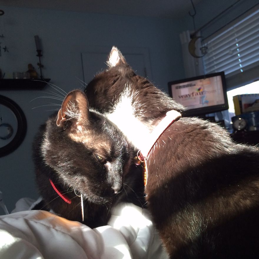 Brotherly/sisterly Love