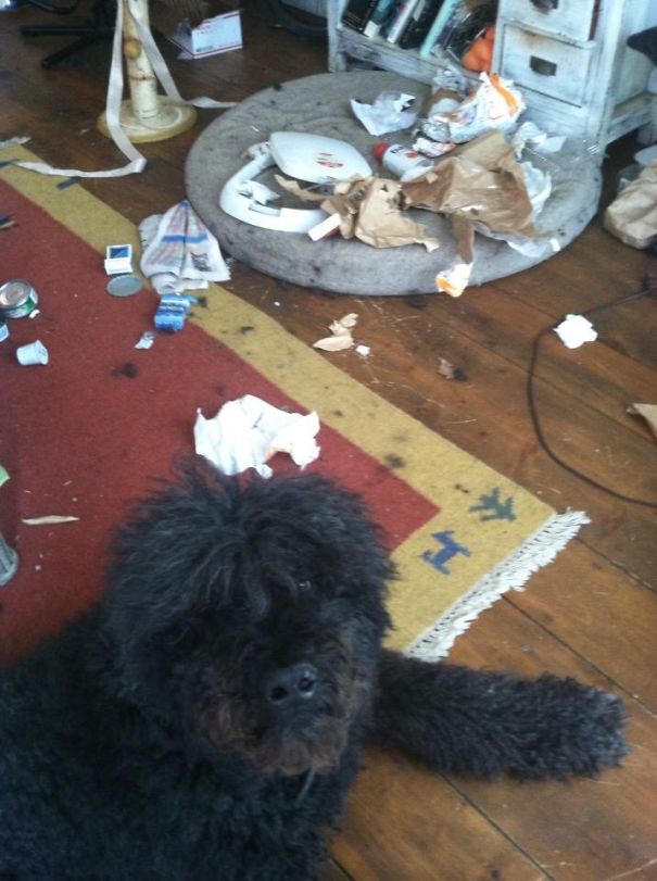 Champ Moved A Chair Blocking A Locked Cabinet To Get To The Garbage That Day.