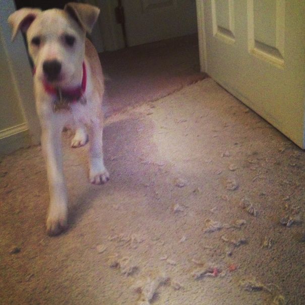 I Figured You Needed New Carpets Anyway