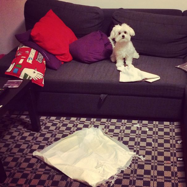 Don't You Remember That You Left This Diaper In The Middle Of The Carpet??!?