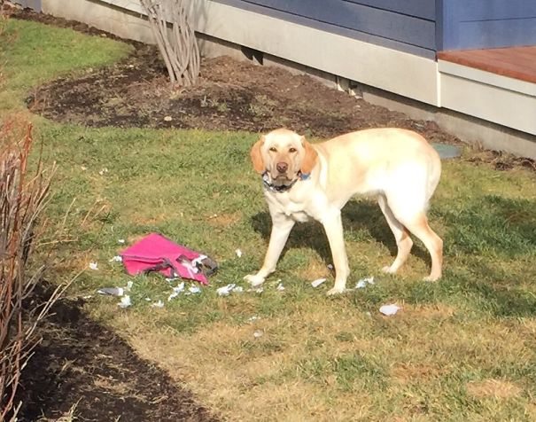Oops! Looks Like A Paper Lunch Bag Today!
