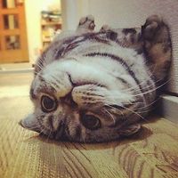 thatunicornthough avatar