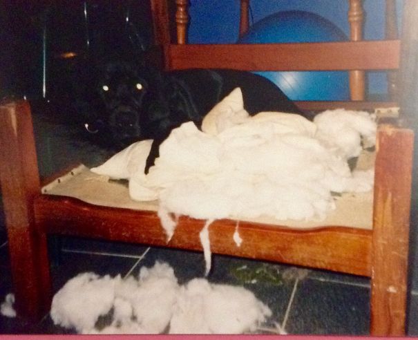 Yes, I Ate Your Sofa