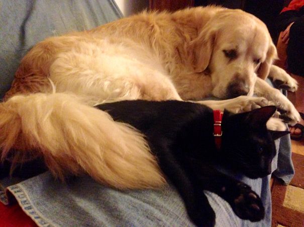 Golden Ike & Black Django