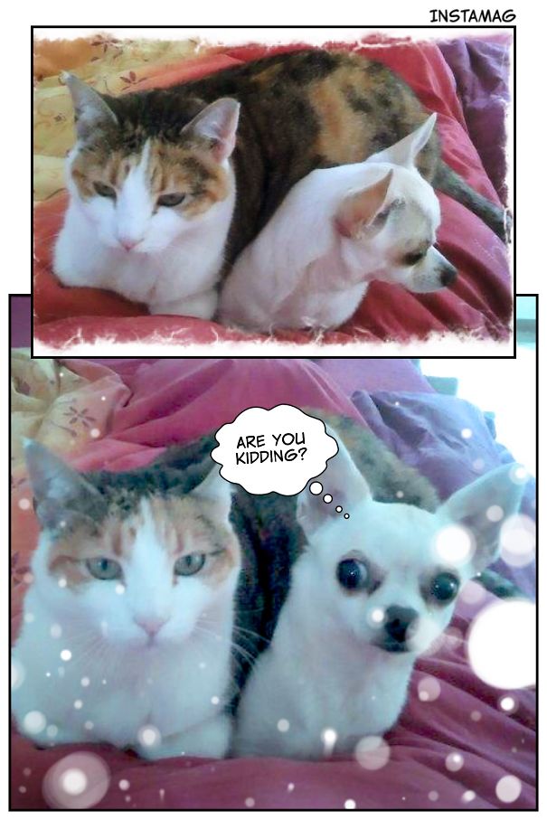 Yep, Very Comfy Doggy