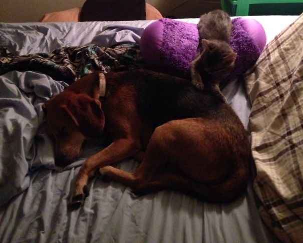 Sirius And Frederick