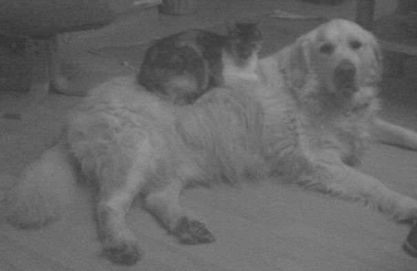 When My Feet Is Cold, Hot Fur On A Dog Is Heaven