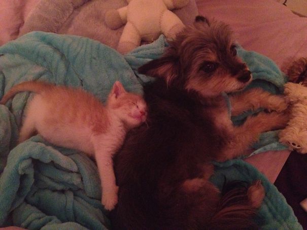 Teensey Doe And Bubba Joe