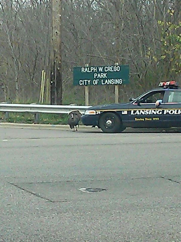Police Officer Stops Traffic To Allow Wild Turkey To Cross The Road.
