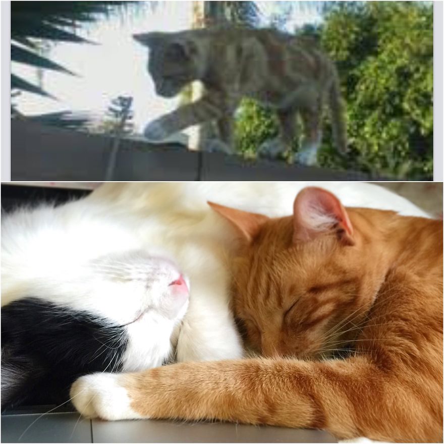 Karl, Former Street Cat, Now Pampered Prince