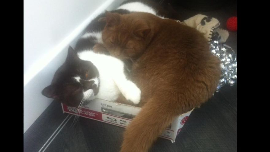 I'm Sure This Bed Is Shrinking...