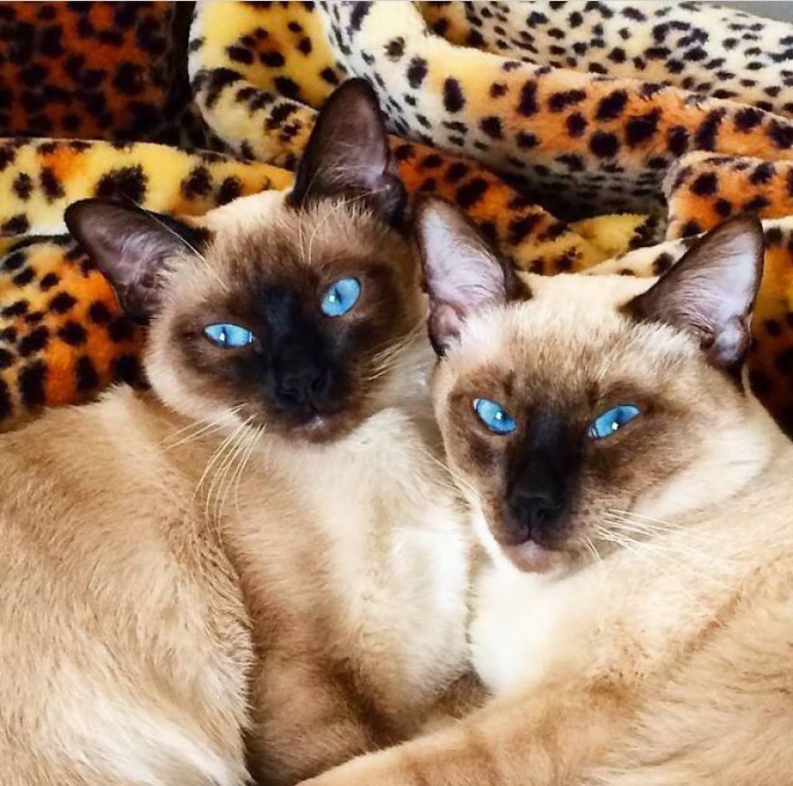 My Little Kittens Turn To Big Cats 9 Months Later :)