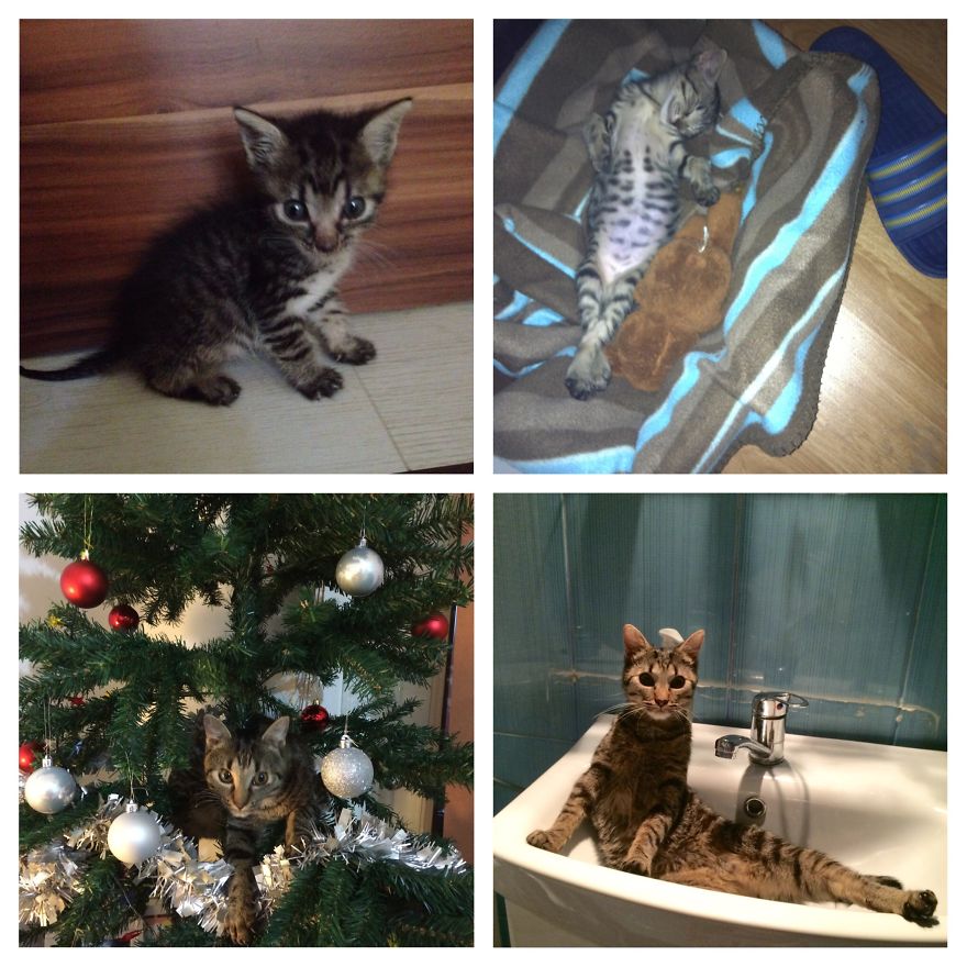 Ivy From The First Day We Found Her Until Now