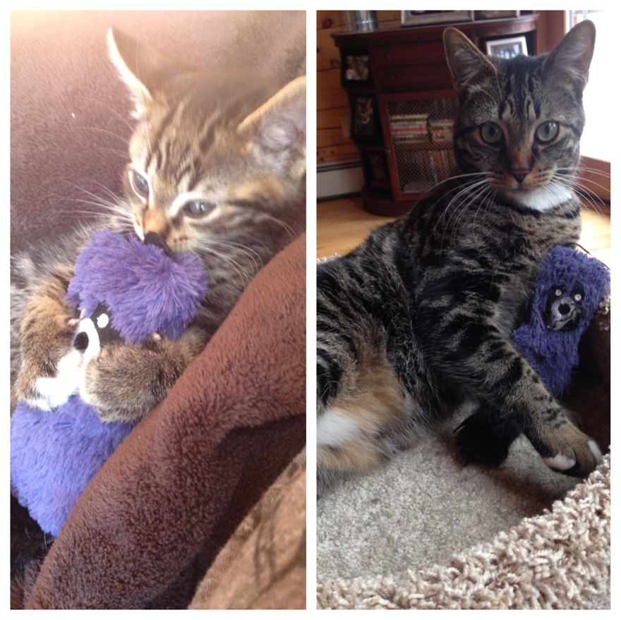 Still Rocky's Favorite Toy!