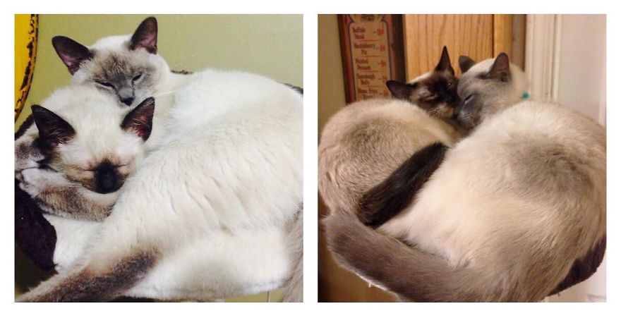 Sibling Sleeping Buddies Now And Then.