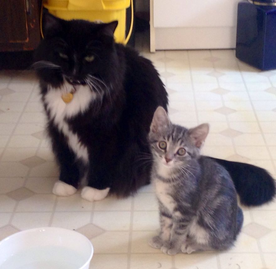 Buster, My Rescue Kitty & His New Best Friend Lola!