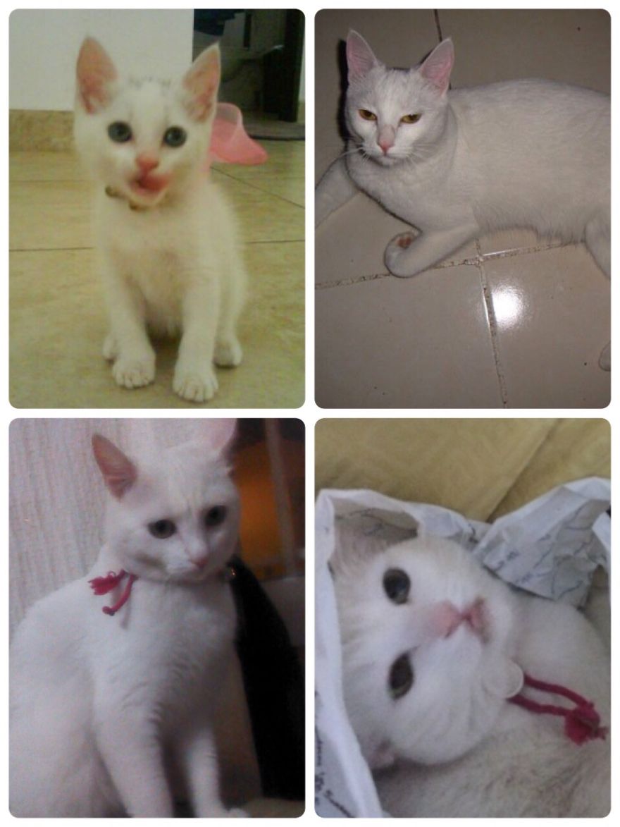 Hunna Rescued Kitty My Princess Baby