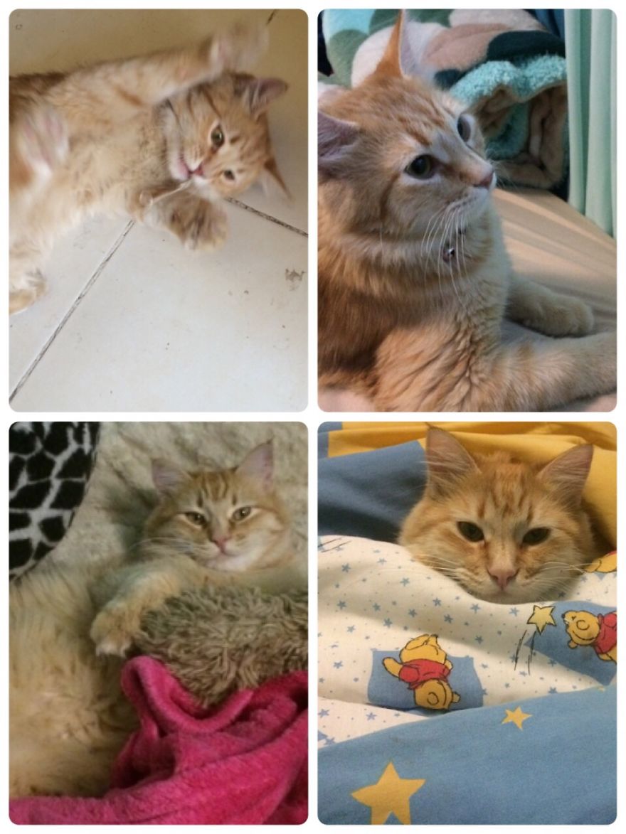 She Arrived The Day Of My Birthday All Skinny Now Little Chubby Love My Goldie