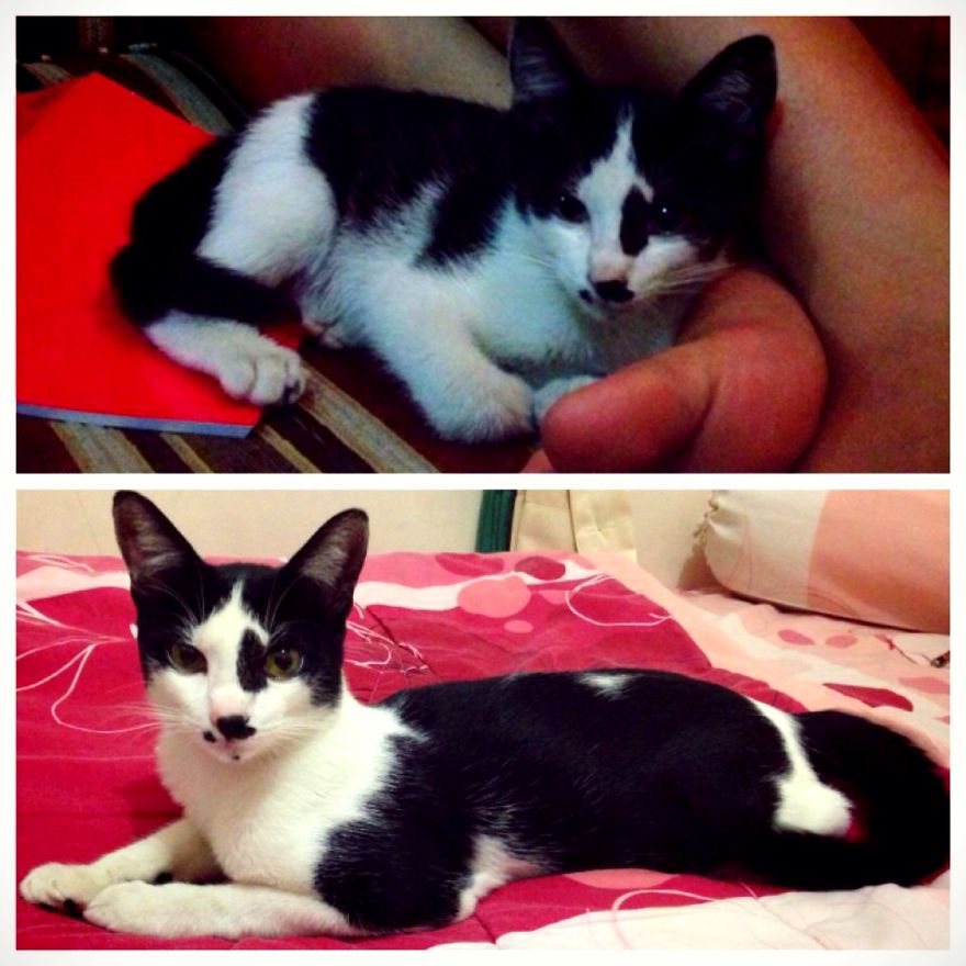 My Cat After 2 Years, But Unfortunately He Has Gone :(