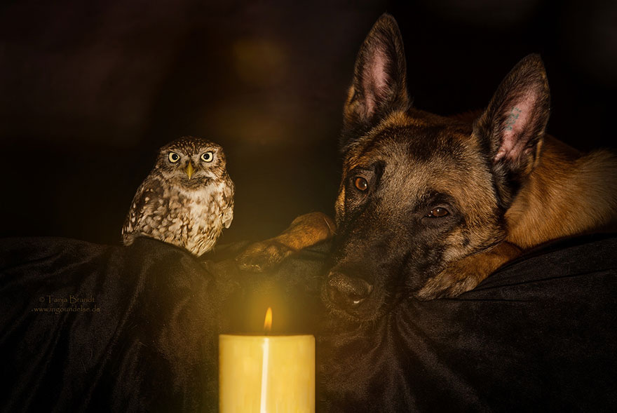 ingo-else-dog-owl-friendship-tanja-brandt-1 ingo-else-dog-owl-friendship-tanja-brandt-1