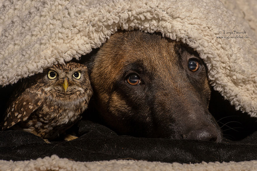 ingo-else-dog-owl-friendship-tanja-brandt-10 ingo-else-dog-owl-friendship-tanja-brandt-10