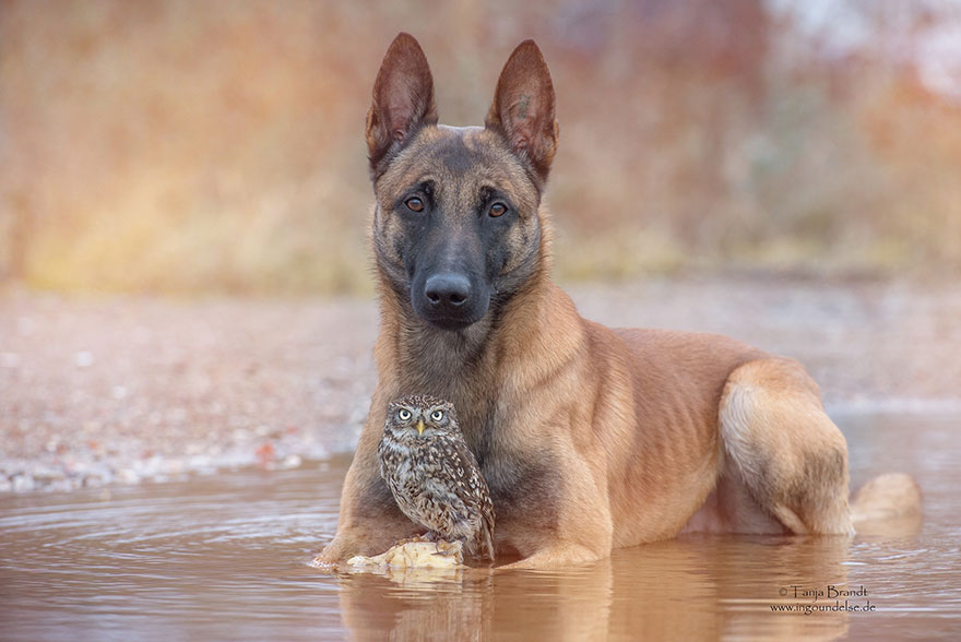 ingo-else-dog-owl-friendship-tanja-brandt-11 ingo-else-dog-owl-friendship-tanja-brandt-11