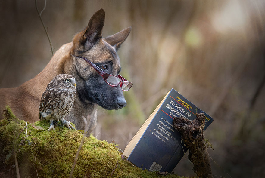 ingo-else-dog-owl-friendship-tanja-brandt-12 ingo-else-dog-owl-friendship-tanja-brandt-12