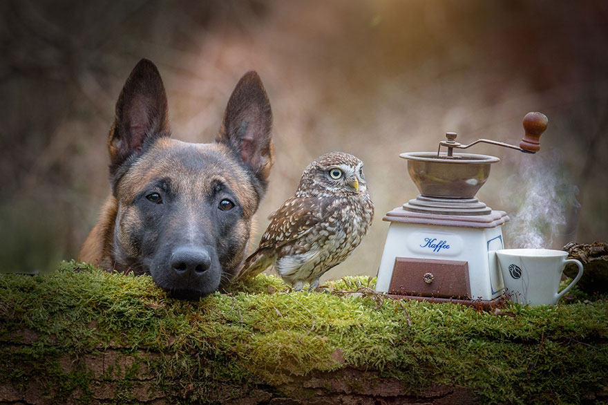 ingo-else-dog-owl-friendship-tanja-brandt-13 ingo-else-dog-owl-friendship-tanja-brandt-13