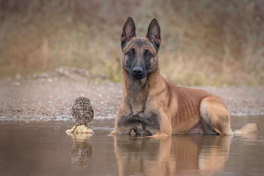 ingo-else-dog-owl-friendship-tanja-brandt-14 ingo-else-dog-owl-friendship-tanja-brandt-14