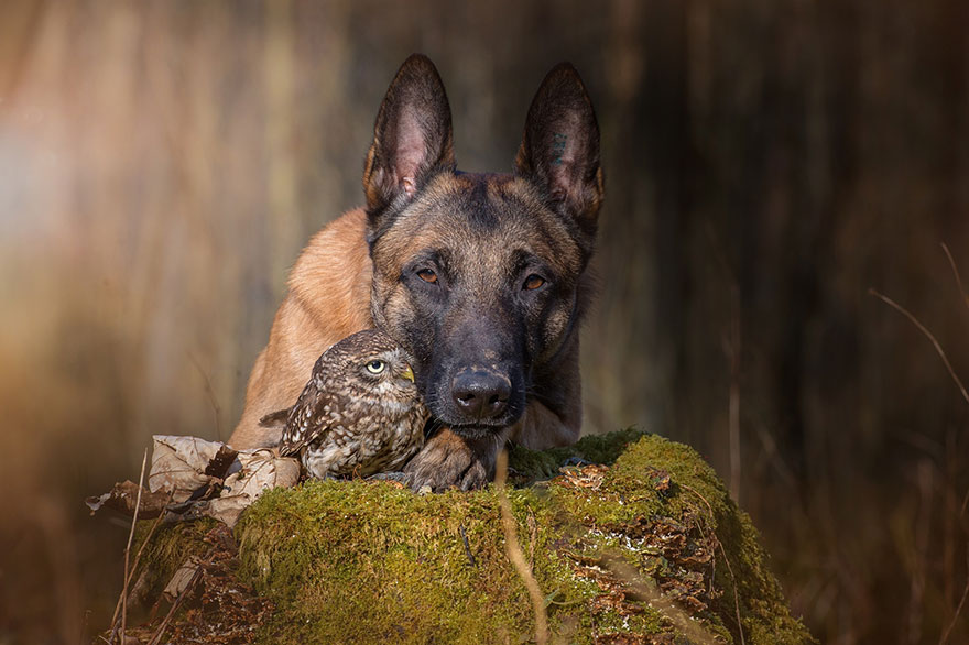 ingo-else-dog-owl-friendship-tanja-brandt-2 ingo-else-dog-owl-friendship-tanja-brandt-2