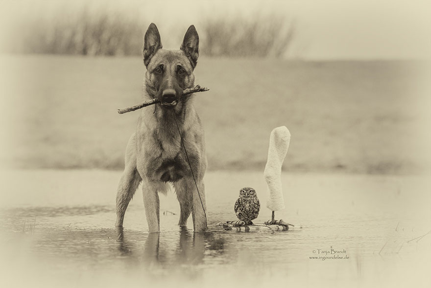 ingo-else-dog-owl-friendship-tanja-brandt-3 ingo-else-dog-owl-friendship-tanja-brandt-3