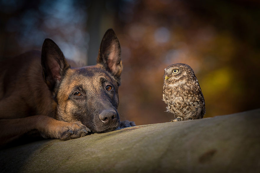 ingo-else-dog-owl-friendship-tanja-brandt-6 ingo-else-dog-owl-friendship-tanja-brandt-6