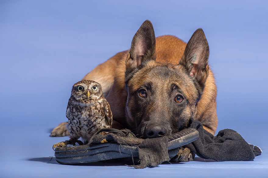 ingo-else-dog-owl-friendship-tanja-brandt-7 ingo-else-dog-owl-friendship-tanja-brandt-7