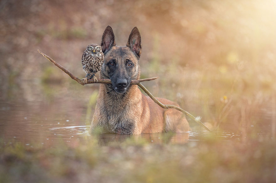 ingo-else-dog-owl-friendship-tanja-brandt-8 ingo-else-dog-owl-friendship-tanja-brandt-8