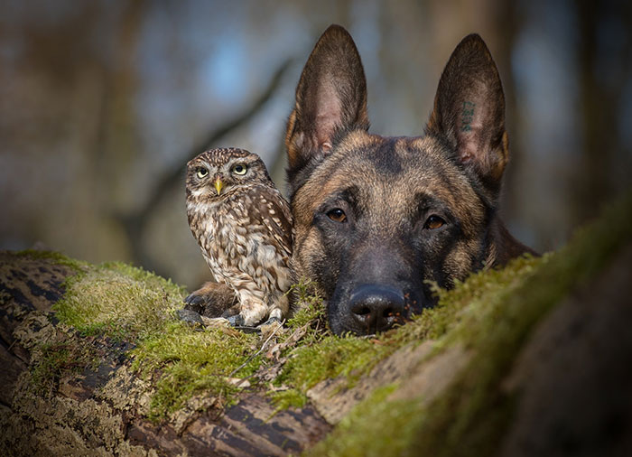 The Unlikely Friendship Of A Dog And An Owl