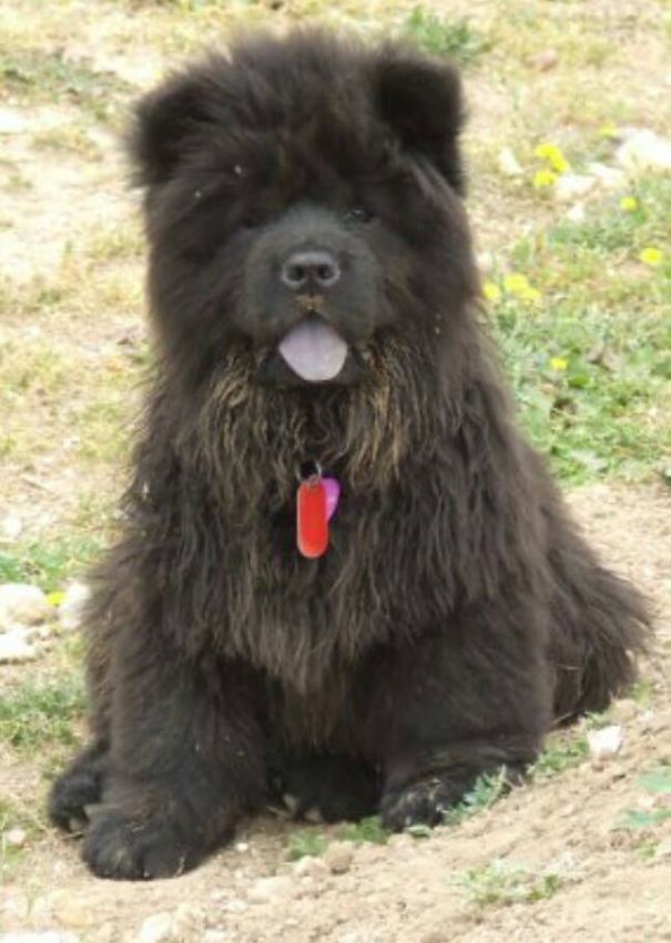Chow Chow