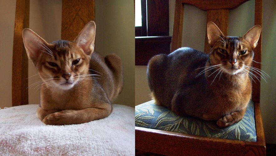 Jack Sitting For His Portrait At 3 Months (l) And 3 Years (r) - Same Chair