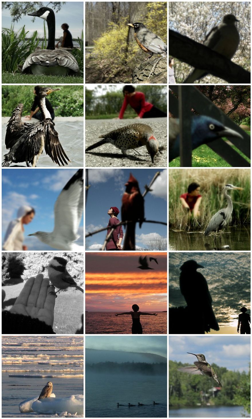 Birds In The Foreground With Me In The Background - Photomontages.