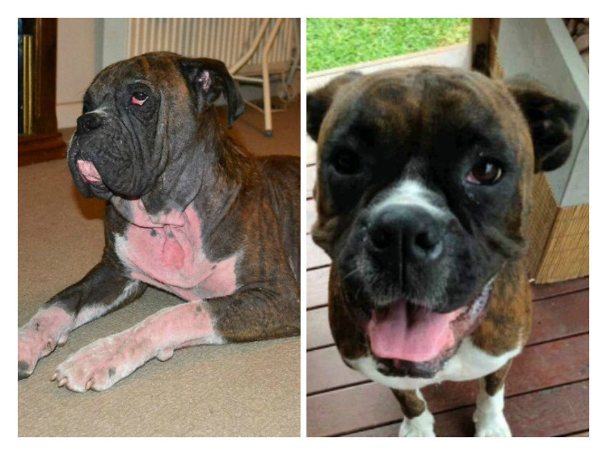 Before And After Photos Of My Rescued Dogs Before And After Photos Of My Rescued Dogs