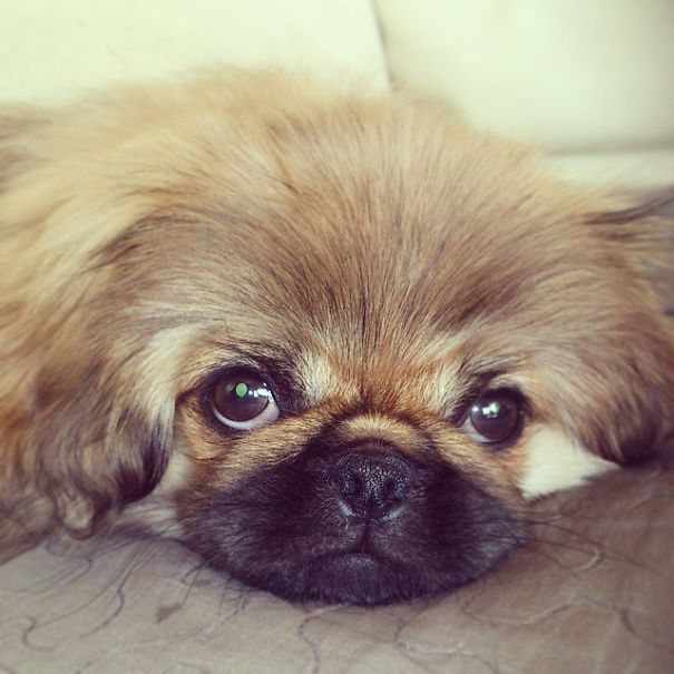 Pekingese Puppy