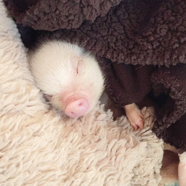 little-girl-piglet-friendship-libby-and-pearl-8