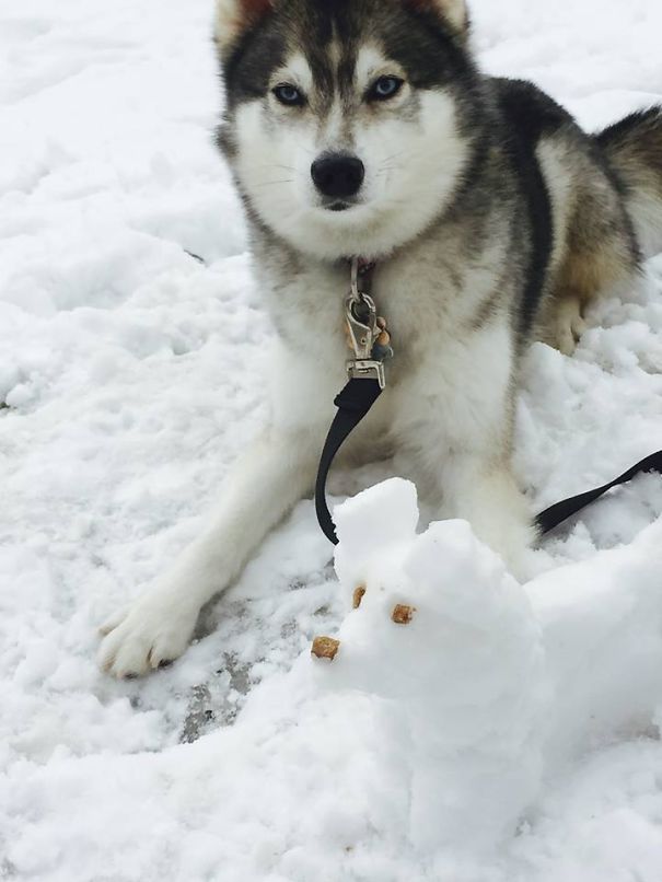 Dog Treat Face Didn't Last Long!