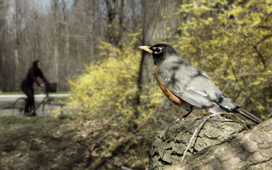 Birds In The Foreground With Me In The Background - Photomontages.